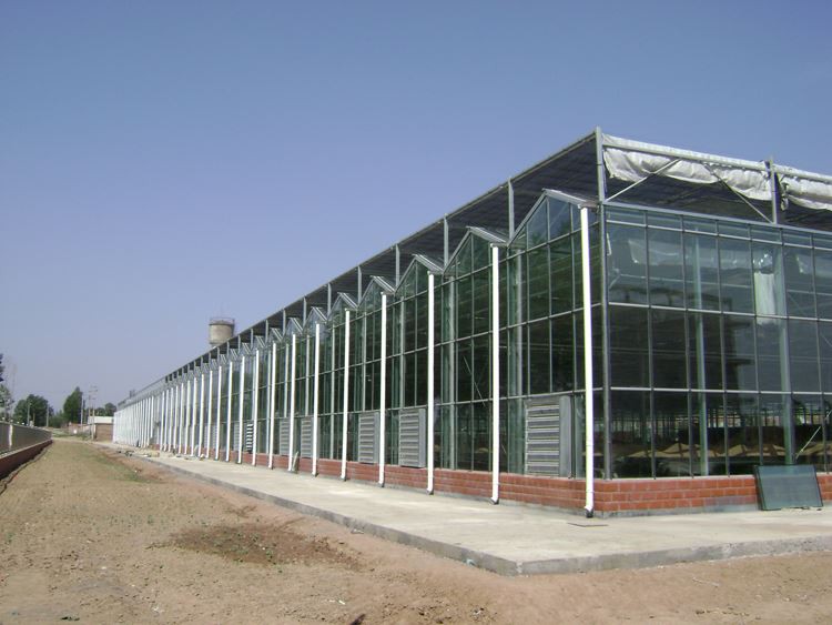 Soilless culture technology changes tradition