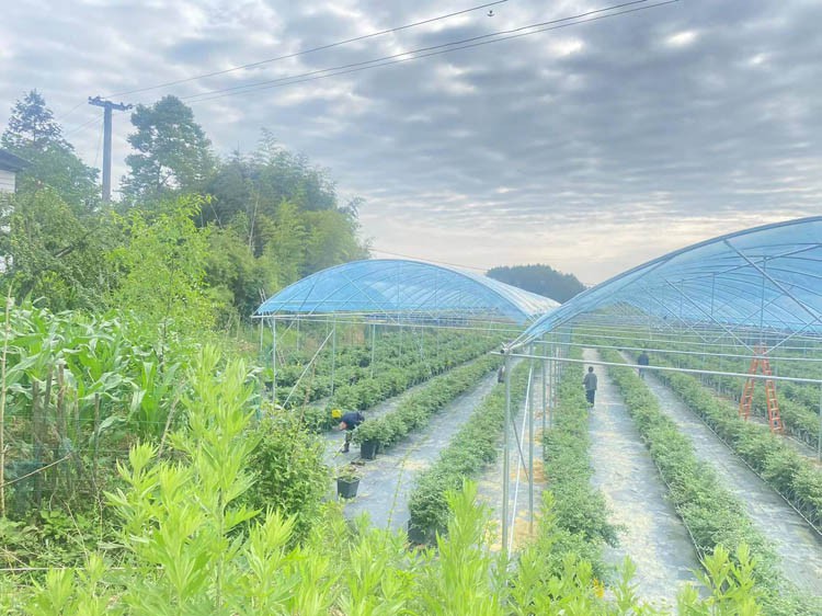 greenhouse greenhouse